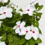 Vinca, Catharanthus roseus (White) - Plant - VCR-856913