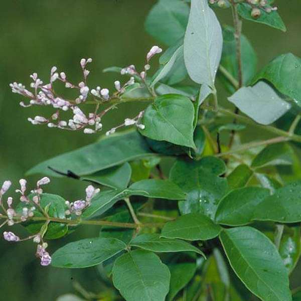 gog-plants-vitex-trifolia-nirgundi-plant-16969422110860.jpg