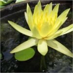 Water Lily ( Yellow ) - Plant - WLY-184859