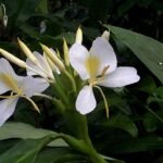 White Ginger Lily, Sontakka - Plant - WGL-848971