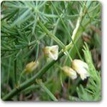 Wild Asparagus, Shatavari - Plant - WAS-579137