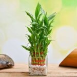 Wish Good Fortune with 3 Layer Lucky bamboo in Glass Vase with Pebbles - WGF-538746