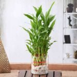 Wish Good Luck With 3 Layer Lucky Bamboo in a Glass Vase with Pebbles - WGL-423853