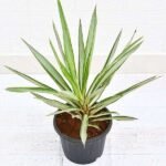 Yucca - Plant - YP-773482