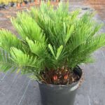 Zamia pumila - Plant - ZPP-748736