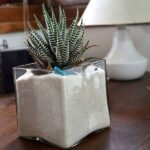 Zebra cactus in white sand square glass pot (4in Ht) - ZCI-488131